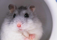 有什么办法可以让仓鼠出来(活动)