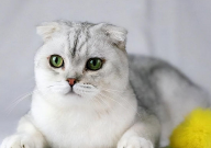 折耳猫每天都很痛苦吗（为什么）