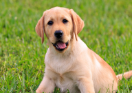 三个月的拉布拉多可以吃鸡蛋吗（吃几个）