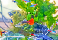 孔雀鱼养什么水草好(如何选择)