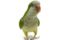 虎皮鹦鹉可以放出来玩吗(怎么放出来养)