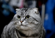 折耳猫贵吗（价格多少钱一只）