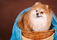 博美犬拆家吗（怎么办）