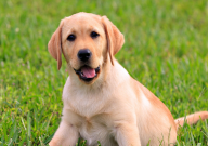 拉布拉多犬后腿无力是怎么回事（原因）