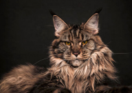 缅因猫饲养注意事项（有哪些）