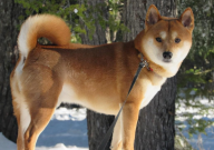 哈士奇和柴犬哪个好养(好养一点)