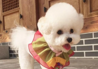 比熊和约克夏哪个好养（好养些）