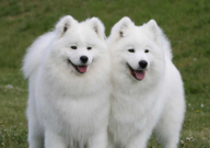 萨摩耶算不算大型犬(还是中型犬)