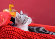 宠物猫不驱虫会怎么样（长时间）