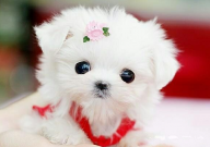 茶杯犬的生活特点(是什么)