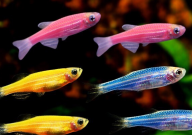 斑马鱼吃绿藻吗（会死吗）