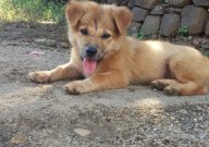 防止狗叫的嘴套有用吗(能一直给狗狗戴着吗)