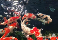 锦鲤身上有黑点是怎么回事(怎么治疗)
