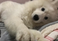 萨摩耶太活泼怎么办(很好动)