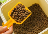猫粮可以泡牛奶吃吗(可不可以)
