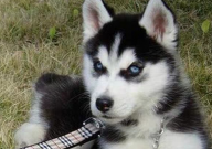 哈士奇好玩吗（值得养吗）