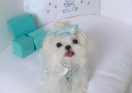 马尔济斯犬需要遛吗(为什么)