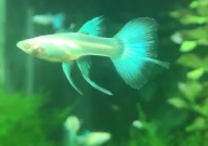 孔雀鱼一般白天生还是晚上生（生产时间）