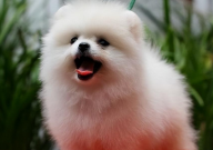 博美犬有什么颜色(大全)