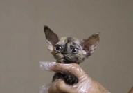 德文卷毛猫多大可以繁殖(生育)