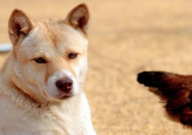 中华田园犬不吃饭是什么原因(怎么办)