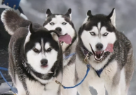 哈士奇为什么爱拆家（原因）