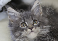 缅因猫脾气怎么样（温柔吗）