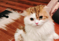 新手购买宠物猫如何选择(指南)