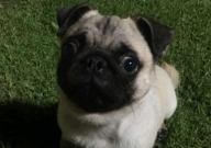 巴哥犬爱吃什么食物(最好)