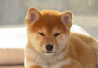 柴田犬和秋田犬的区别(是什么)