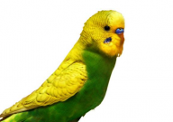 虎皮鹦鹉能吃玉米吗(生的还是熟的)