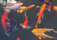 鱼交叉感染用什么药(最好使)