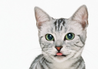 猫要不要打弓形虫疫苗(有没必要)
