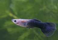 养孔雀鱼赚钱吗(风险大吗)