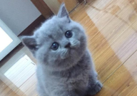 英短蓝猫会认主人吗(为什么)