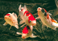 锦鲤能吃面包虫吗(怎么喂)