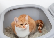 猫砂盆哪种款式比较好（最实用）
