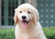 金毛吃黄瓜有什么好处(好吗)