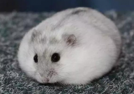 仓鼠什么时候开始磨牙(几个月)