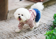 茶杯犬什么品种最好看（可爱）