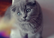折耳猫好吗（优缺点）