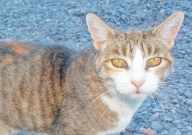 宠物猫容易患哪些疾病(症状预防)