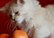 猫吐猫粮是什么原因（怎么办）