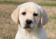 一岁的拉布拉多换主人能行吗（可以养熟么）