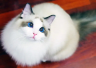 布偶猫是怎么来的(诞生)