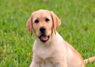 拉布拉多每天要溜多久(才能回家)