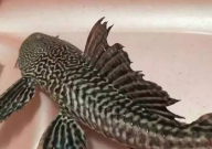 清道夫是哪里来的(物种)