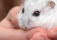 仓鼠可以吃提摩西草吗(有毒吗)