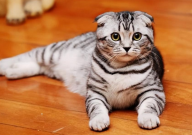 折耳猫繁育会怎么样(容易发病吗)