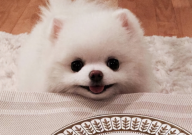 博美犬会不会咬人（怎么训练）